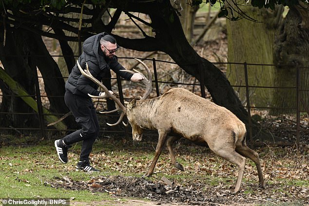 One of the men was rammed by the deer after trying to grab its antlers