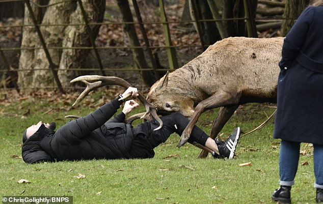 The man was almost speared to the ground by the angry deer