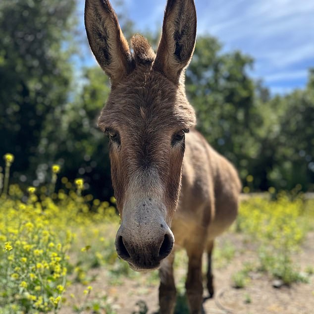 Perry moved to Bol Park in 1997, where he lived with two other donkeys, April and Buddy