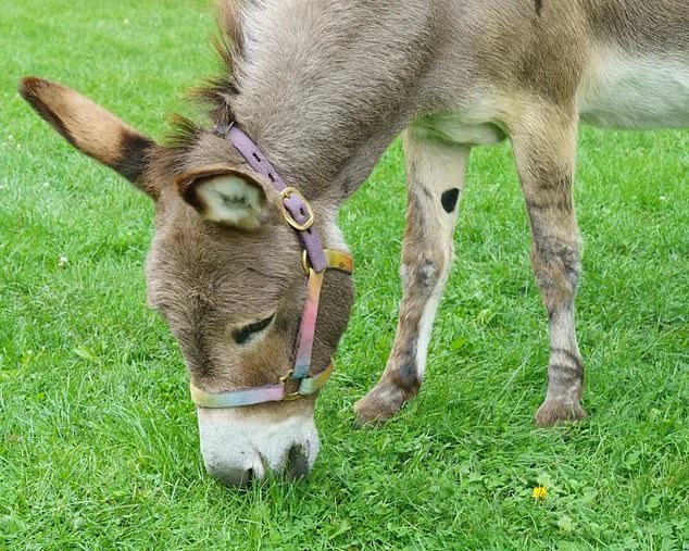 The animal's status as a local celebrity was cemented after the city's mayor, Greer Stone, joined the crowds of residents who flocked to the park to celebrate its 30th birthday in June.