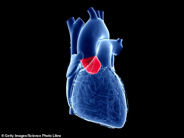 Research published in Nature Communications Biology showed promising results in sheep. Pictured: Illustration of the aortic valve