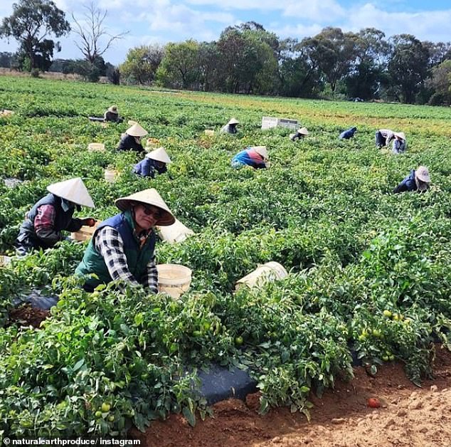 Mr Marsolino has given up vegetable growing to focus on alfalfa, a crop used for animal feed, so he does not have to deal with large supermarkets (his farm is pictured)