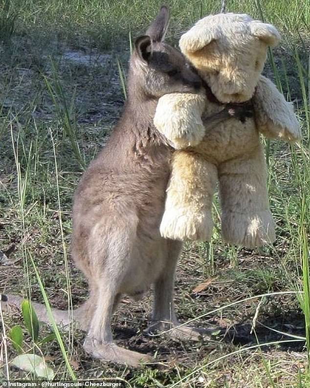 Doodlebug is an adorable baby kangaroo who has unfortunately been orphaned. However, it's safe to say that his mood changed after he was given an emotional support teddy bear