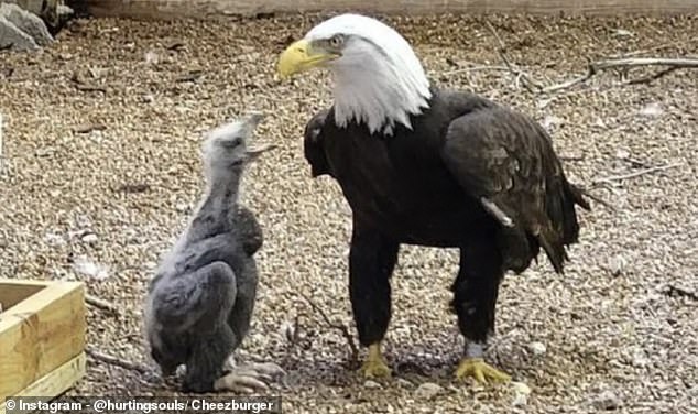 Murphy, the disabled eagle, rose to stardom after trying to hatch a rock, thinking it was an egg. Zoo keepers eventually replaced the egg with an orphaned eagle, finally fulfilling his dreams of fatherhood