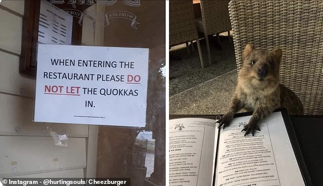 Never trust a quokka to follow instructions! This brutal enemy managed to bypass the large sign on the door of a restaurant - he must have been absolutely starving