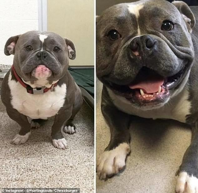 A handsome dog has before and after photos after he was adopted. He was all smiles as his new family took a photo after he moved into his new home