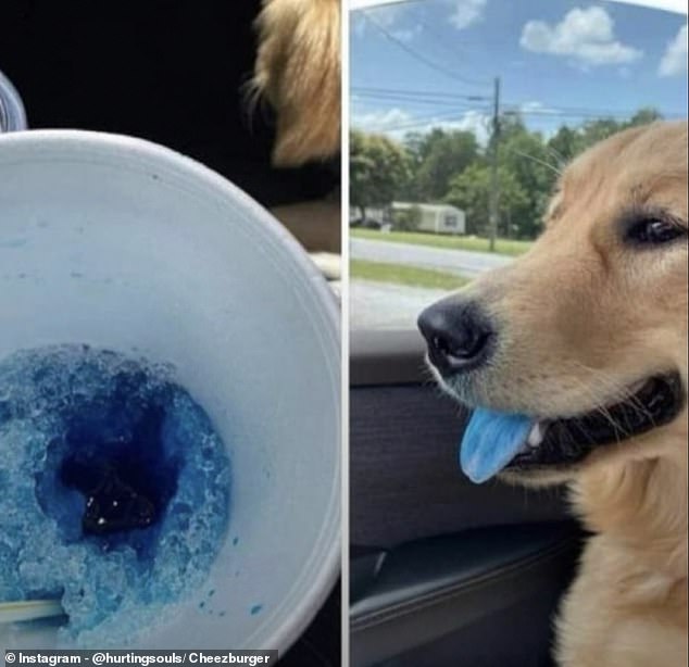 This Unfazed-Looking Dog Couldn't Hide the Evidence After Treating Himself to His Owner's Bright Blue Slushie Drink