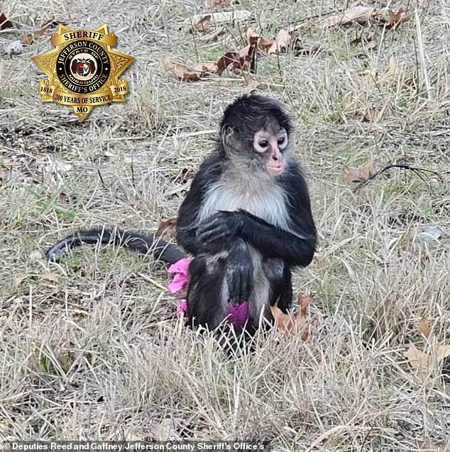 The monkey was spotted Friday afternoon at the intersection of two highways in the city of Otto, south of St. Louis, before police arrived and had no trouble securing it.