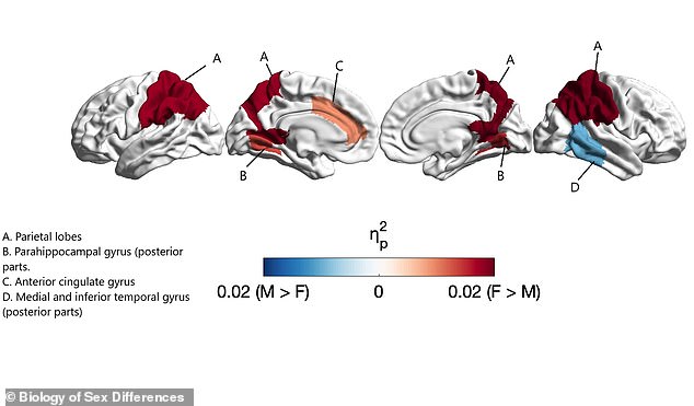 In the photo, these four scans show different angles of the brain. The highlighted areas show brain areas that are significantly larger in women (in red) and in men (in blue) after controlling for total brain volume