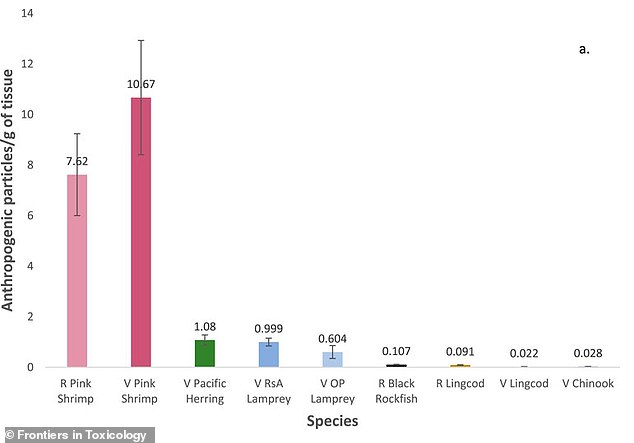 Pink shrimp, which filter just below the water surface, had the highest concentrations of anthropogenic particles (APs) in their edible tissues (R = retail, V = barrel). Chinook salmon had the lowest concentrations. AP concentrations were also quite low in black rockfish and cod