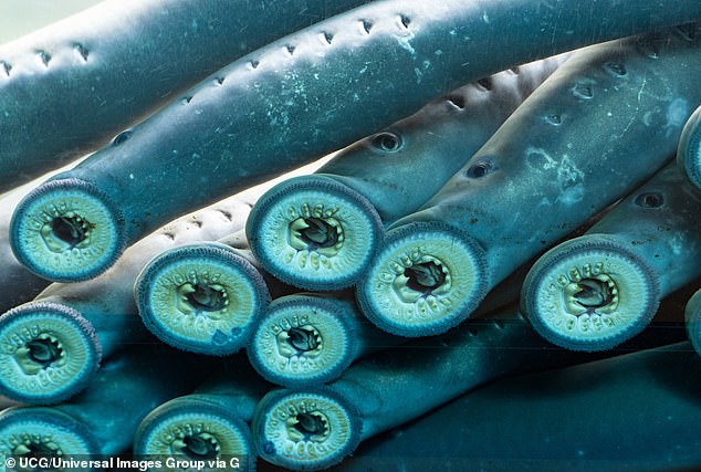 Pacific lamprey (pictured) is a culturally important food source for the indigenous peoples of the Pacific Northwest