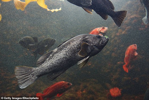 Black rockfish (pictured) are harvested in Oregon, California, Washington, British Columbia, Alaska and the Pacific