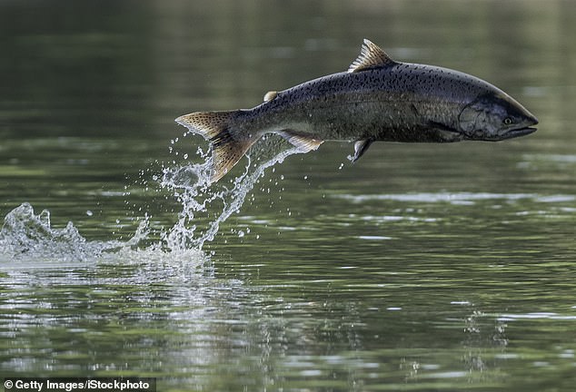 The Chinook salmon (photo) is the largest and most valuable species of Pacific salmon. It is eaten by both humans and wild animals such as killer whales and sea lions