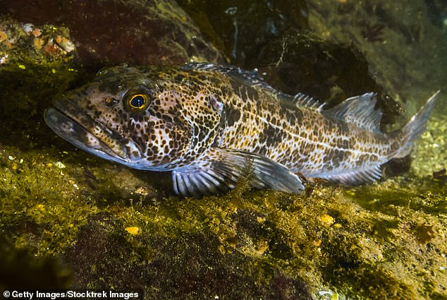 According to Wild Alaskan Company, Lingcod (pictured) is a relatively large species of groundfish with habitats in the Pacific Ocean