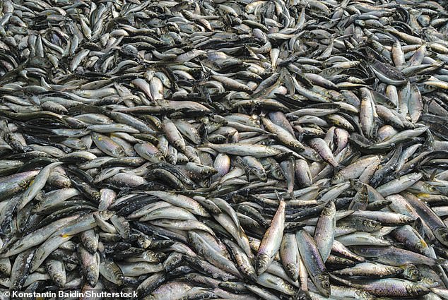 There are about 200 different species of herring, although only three are caught for food: Atlantic, Pacific (pictured) and Araucanian.