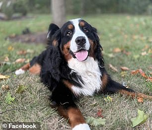 Charlie was found just minutes from his home, hiding in tall grass