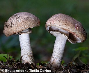 Death caps can also look brown on top, similar to a button or cremini mushroom