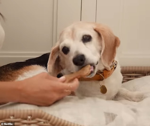 Sussex beagle Guy (pictured), who Meghan adopted while living in Toronto in 2015, appears in the trailer for her Netflix series With Love, Meghan