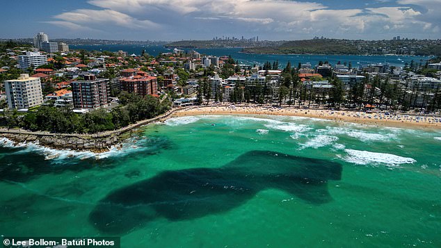 Bait balls form when small fish gather into a spherical shape, either voluntarily or to protect themselves from predators (pictured is a bait ball at Sydney's Manly Beach on Sunday)