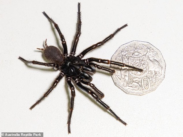 The specimen named 'Hemsworth' (pictured) was donated to the Australian Reptile Park at Somersby on the central coast of NSW and measures 9.2cm from foot to foot