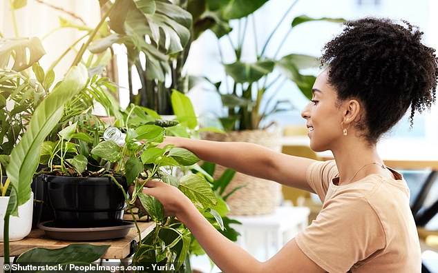 The findings come from an academic survey of 115 houseplant owners, including Swiss cheese plants, heart-shaped devil's ivy and cacti (stock image)