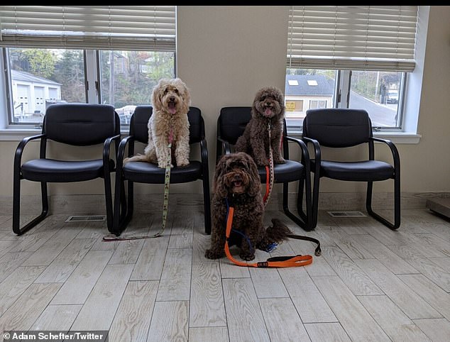 Schefter has four dogs to mourn with: Ella, Bailey, Apple and Brady, who are also labradoodles