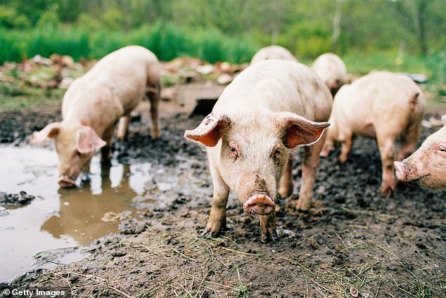 As of now, the Licking County Coroner's Office said Rigney died of hemorrhage due to extensive superficial wounds from livestock and ruled her death an accident.