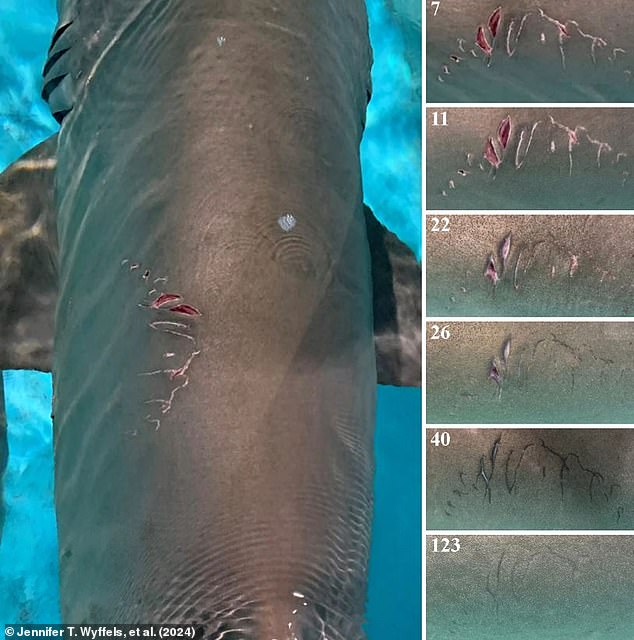 Researchers examined the mating wounds that sand tiger sharks suffered in an aquarium as they healed. This allowed them to create a scale to rate the severity and freshness of mating wounds