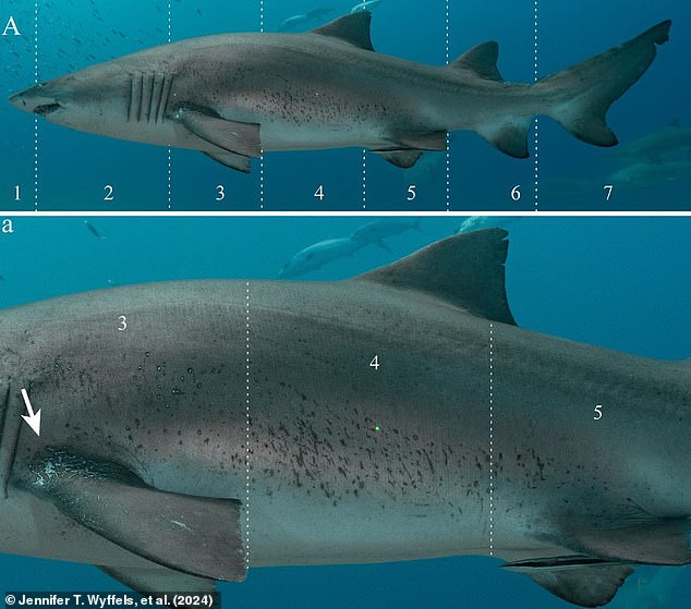 The researchers analyzed photos of sand tiger sharks in the Spot A Shark USA database to see how many mating wounds they had. Injuries sustained in areas labeled 3, 4, and 5 were classified as mating wounds