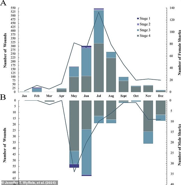 This showed that sharks had the freshest wounds in late May, indicating that the mating season occurs in mid to late summer. The data also shows that sharks with mating wounds were concentrated around North Carolina. This shows that the area is a breeding and carrying area for sand tiger sharks