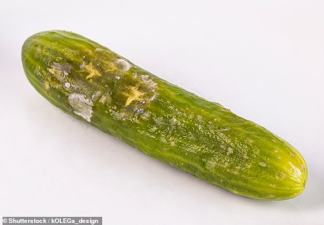 Cucumbers are sensitive to cold, damp conditions and may suffer from them 