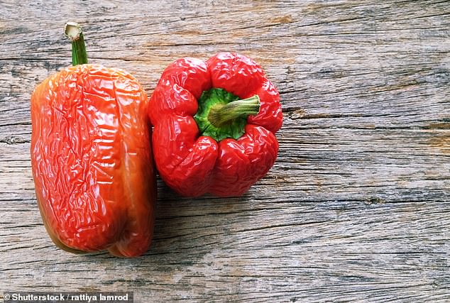 The cold, moist conditions in a refrigerator cause peppers to become soft and watery