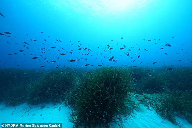 Globally, seagrass absorbs about 10 percent of the world's CO2, even though it only covers 0.2 percent of the ocean floor