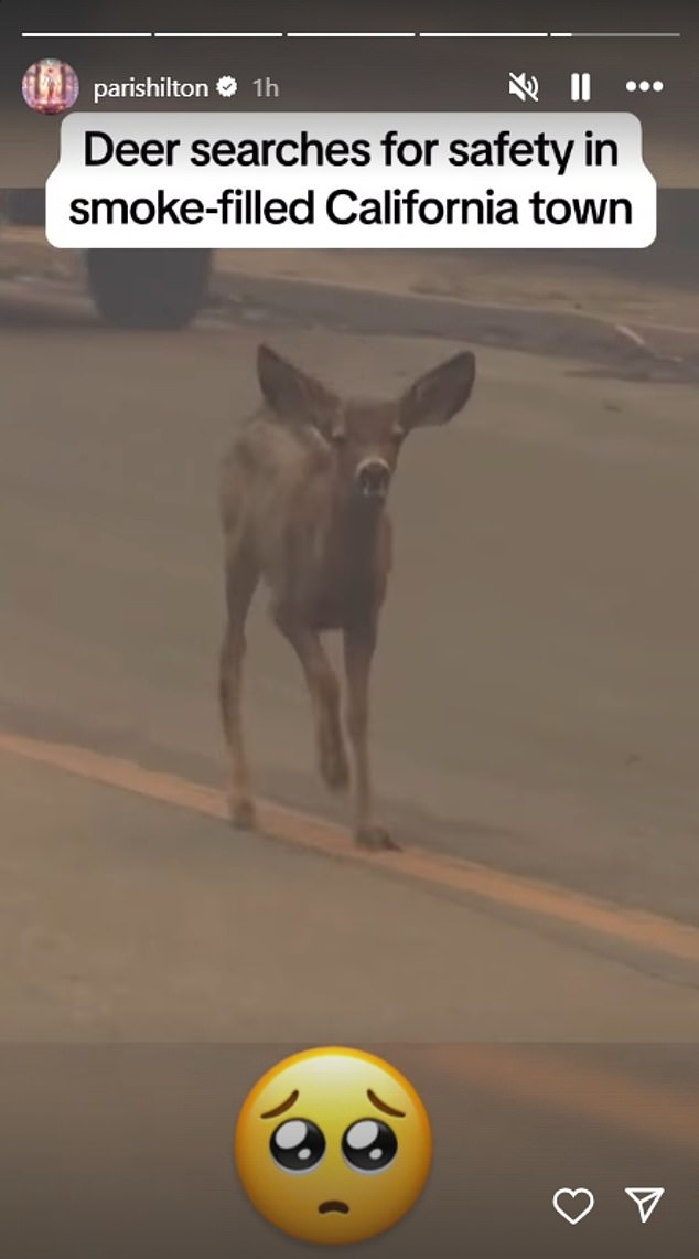 Hilton added a clip showing a deer running through the fire-ravaged area