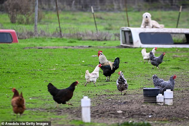 Poultry has been hit hard in North America, where the new bird flu threat originated