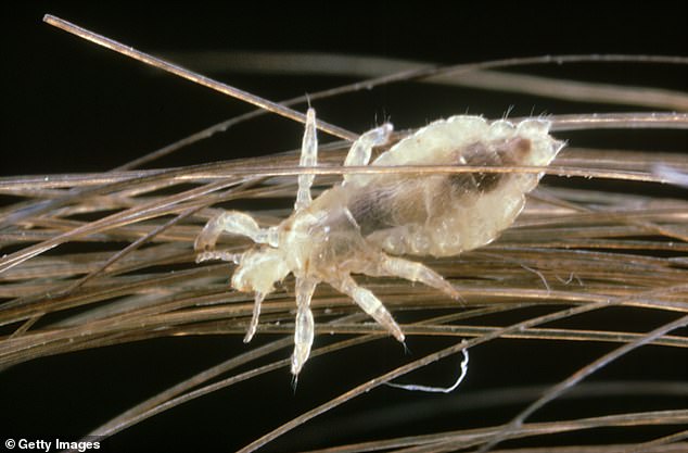 According to the Centers for Disease Control and Prevention, head lice are most common among preschool and elementary school-aged children and their family members and caregivers