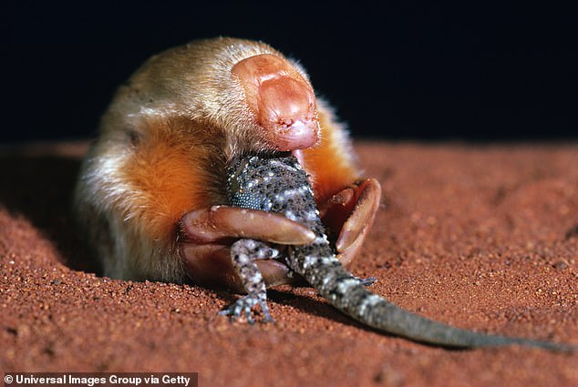 A new study has finally begun to unravel the basis of the incredible 'desert power' of marsupial moles