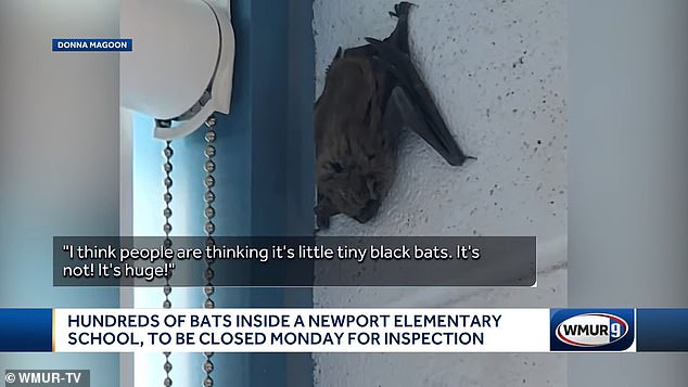 “The bats have found their way into the occupied area of ​​the building through small holes in ceiling tiles and other gaps around the pipes,” Magoon said, noting that the “facilities team has worked diligently to close all holes/holes in the ceiling tiles close. and any openings around pipes in the areas of concern.”