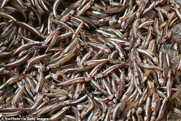 The Delta Smelt (pictured) is a slender, silvery fish about two inches long and native to the Sacramento-San Joaquin Delta