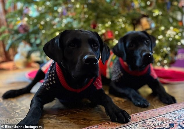 He also shared a photo of his and David's adorable black Labradors relaxing under the tree