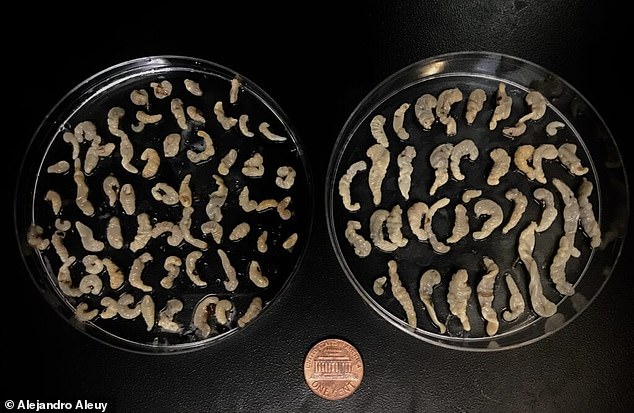 A large number of foxes that scientists examined or monitored after the discovery of Pachysentis canicola in 2012 carried the parasite and showed poor body condition and low weight. Pictured: The total number of adult parasites found in a heavily infected fox