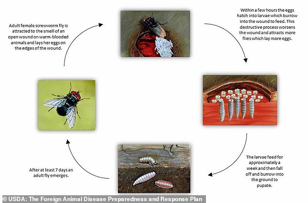 The screwworm begins its reign of terror with a female fly laying eggs in an open wound or openings. These eggs then hatch into dangerous larvae that burrow into wounds like screws