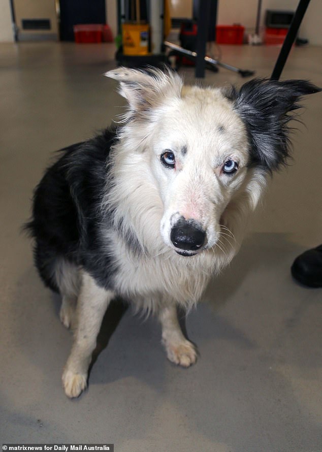 Trained sniffer dog Hank is trained to detect lithium and helps track cell phones