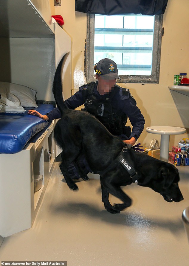 Sassy is trained in drug detection and has surrendered the cell once