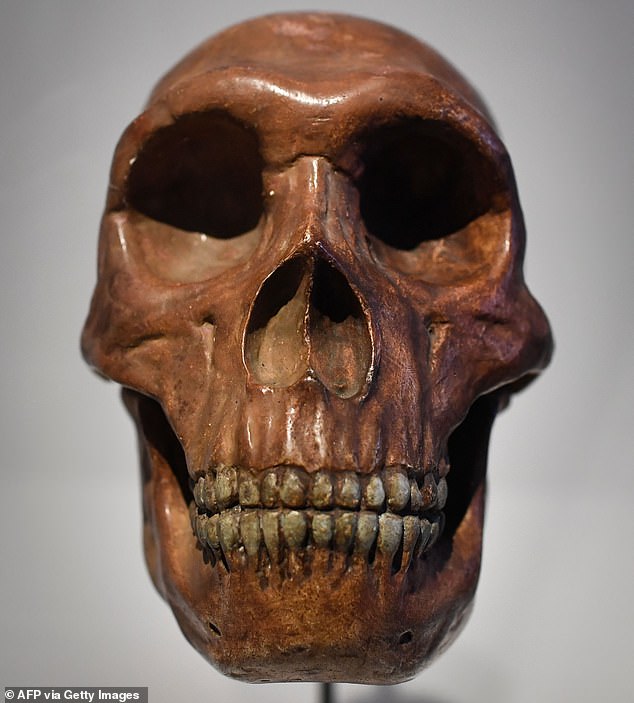 Neanderthals had a long, low skull (compared to the more bulbous skull of modern humans) with a prominent brow ridge above their eyes. Pictured: A skull at a Neanderthal exhibit at the Musee de l'Homme in Paris