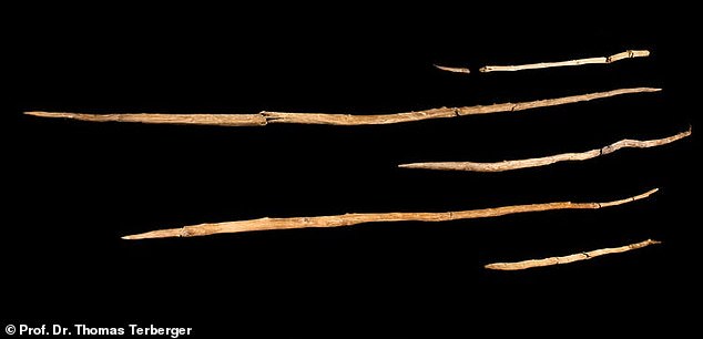 Neanderthals were skilled big game hunters, using spears to take down animals like deer, ibex, and even rhinos and mammoths. It is likely that they would have hesitated to use these weapons if their families and lands were threatened – possibly by the arrival of Homo sapiens. In the photo: ancient Neanderthal spears