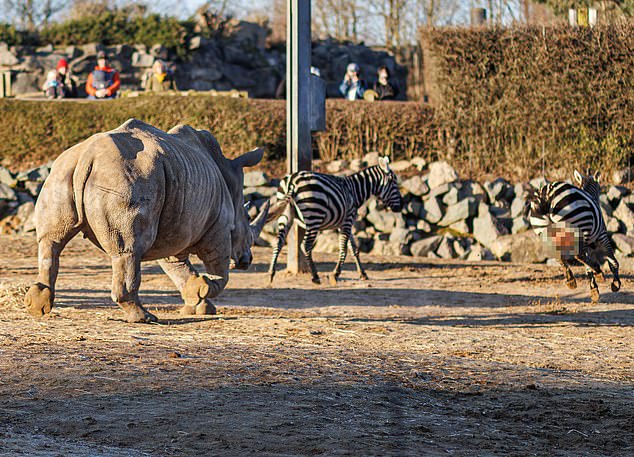 The zebra (photo) disembowelled after the incident between the two rhinos