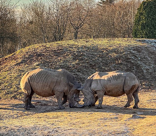 1736631521 367 Revealed Colchester Zoo zebra was disembowelled and distressed after fatal