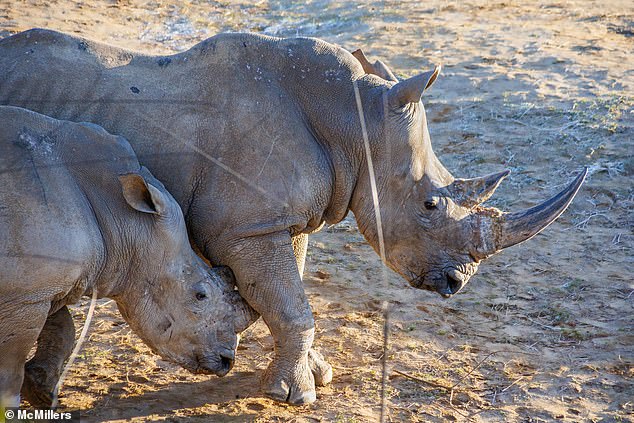 Visitor Tim Miller said the rhino appeared to be 'playfully butting heads' and chasing each other before the incident escalated