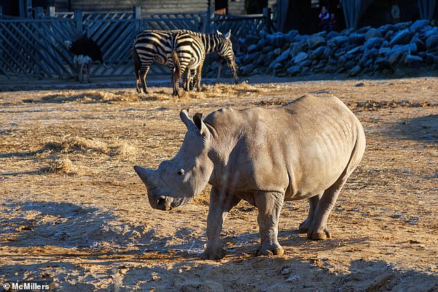 'I wouldn't have said the rhino specifically attacked him. They all got a bit irritated and it's surprising how quickly they move too,” Mr Miller said